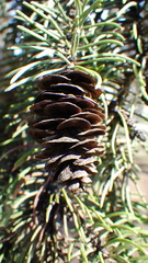 Pineus similis