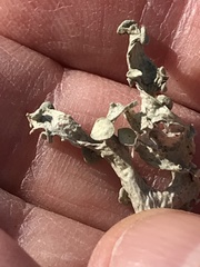 Ramalina leptocarpha