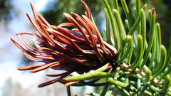 Pineus similis