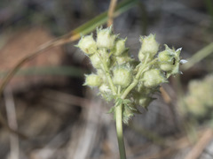 Horkelia tridentata