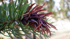 Pineus similis