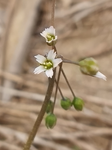 Jagged Chickweed