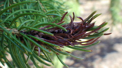Pineus similis