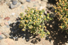 Amblyopappus pusillus