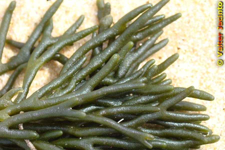 Codium tomentosum