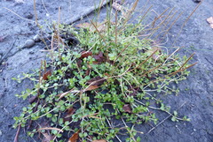 Epilobium brunnescens