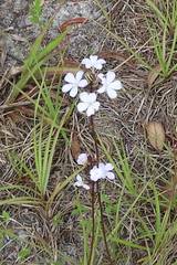 Buchnera floridana image