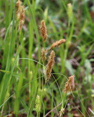 Carex microdonta