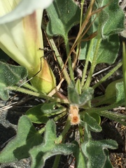 Calystegia subacaulis subacaulis