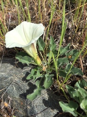 Calystegia subacaulis subacaulis