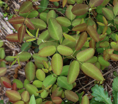Lespedeza texana
