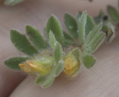 Acmispon brachycarpus