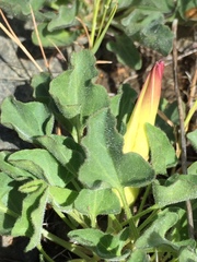 Calystegia subacaulis subacaulis