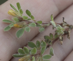 Acmispon brachycarpus