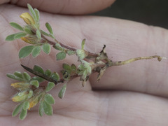Acmispon brachycarpus