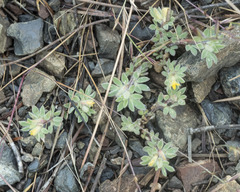 Acmispon brachycarpus