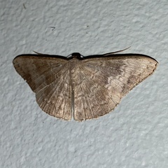 Pycnoneura protrusilinea