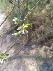 Baccharis heterophylla