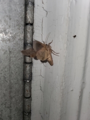 Lithophane antennata