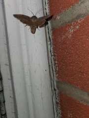 Lithophane antennata