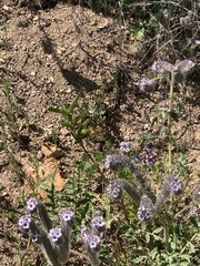Phacelia hubbyi