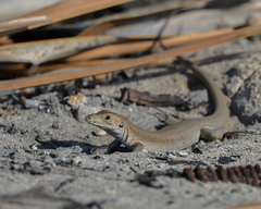 Aspidoscelis rodecki