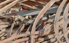 Aspidoscelis rodecki