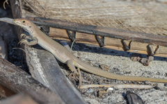 Aspidoscelis rodecki