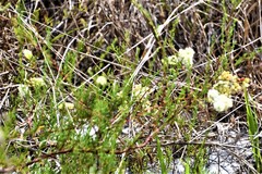 Polygonum dentoceras
