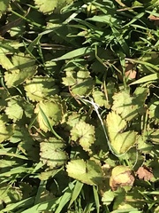 Hydrocotyle moschata