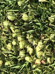 Hydrocotyle moschata