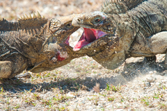 Cyclura nubila