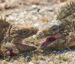 Cyclura nubila