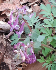 Corydalis solida