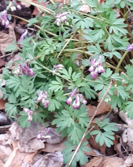 Corydalis solida
