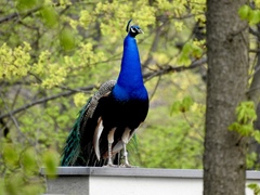 Pavo cristatus