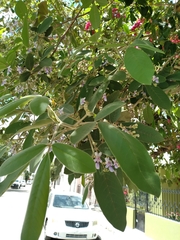 Vitex mollis