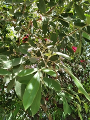 Vitex mollis