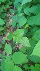 Valeriana pauciflora