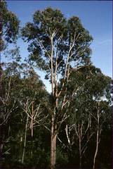 Eucalyptus sieberi