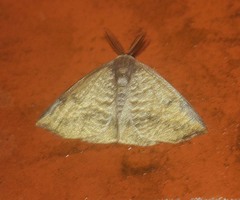 Arctornis obtusa