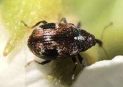 Anthonomus signatus