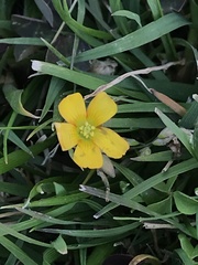 Oxalis