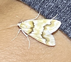 Pseudoschinia elautalis