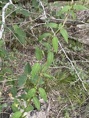 Metastelma barbigerum