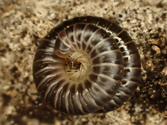Eumastigonus