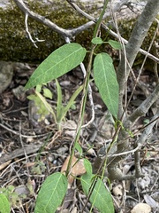 Metastelma barbigerum