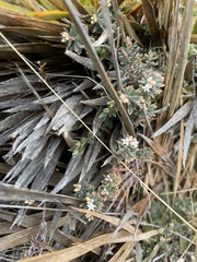 Acrothamnus colensoi