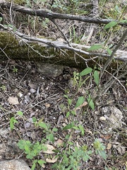 Metastelma barbigerum