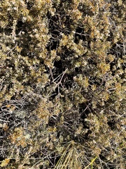 Acrothamnus colensoi